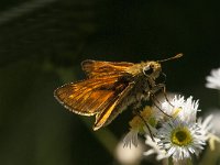 Ochlodes sylvanus 109, Groot dikkopje, Saxifraga-Marijke Verhagen