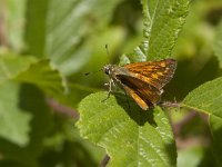 Ochlodes sylvanus 110, Groot dikkopje, Saxifraga-Marijke Verhagen