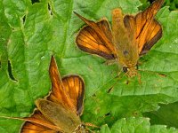 Ochlodes sylvanus 113, Groot dikkopje, Saxifraga-Ab H Baas