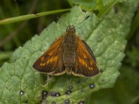 Ochlodes sylvanus 116, Groot dikkopje, Saxifraga-Willem van Kruijsbergen