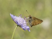 Ochlodes sylvanus 117, Groot dikkopje, Saxifraga-Willem van Kruijsbergen