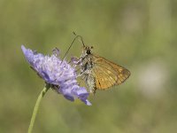 Ochlodes sylvanus 118, Groot dikkopje, Saxifraga-Willem van Kruijsbergen