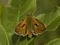 Ochlodes sylvanus 127, Groot dikkopje, male Saxifraga-Marijke Verhagen