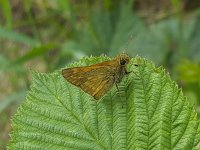 Butterfly Large skipper (Ochlodes sylvanus) on leaf of Hazel  Butterfly Large skipper (Ochlodes sylvanus) on leaf of Hazel : butterfly, Large skipper, Ochlodes sylvanus, leaf, hazel, insect, wildlife, single animal, animal, wing, wings, nature, natural, outside, outdoor, outdoors, summer, summertime, nobody, no people, flora, floral, plant, green, brown