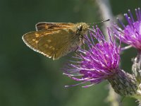 Ochlodes sylvanus 130, Groot dikkopje, Saxifraga-Willem van Kruijsbergen