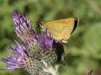 Ochlodes sylvanus 131, Groot dikkopje, Saxifraga-Willem van Kruijsbergen