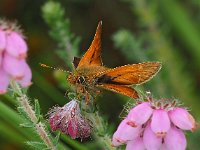 Ochlodes sylvanus 134, Groot dikkopje, Saxifraga-Hans Dekker