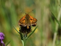 Ochlodes sylvanus 137, Groot dikkopje, Saxifraga-Luuk Vermeer