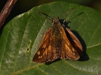 Ochlodes sylvanus 138, Groot dikkopje, Saxifraga-Luuk Vermeer