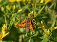 Ochlodes sylvanus 139, Groot dikkopje, Saxifraga-Luuk Vermeer