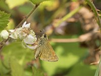 Ochlodes sylvanus 140, Groot dikkopje, Saxifraga-Willem van Kruijsbergen