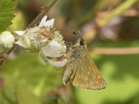 Ochlodes sylvanus 141, Groot dikkopje, Saxifraga-Willem van Kruijsbergen