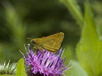 Ochlodes sylvanus 19, Groot dikkopje, male, Saxifraga-Jan van der Straaten