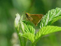 Ochlodes sylvanus 2, Groot dikkopje, female, Vlinderstichting-Henk Bosma