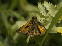 Ochlodes sylvanus 20, Groot dikkopje, male, Saxifraga-Jan van der Straaten