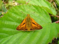 Ochlodes sylvanus 21, Groot dikkopje, male, Vlinderstichting-Henk Bosma