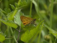 Ochlodes sylvanus 28, Groot dikkopje, Saxifraga-Jan van der Straaten