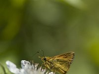 Ochlodes sylvanus 29, Groot dikkopje, Vlinderstichting-Henk Bosma