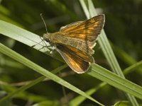 Ochlodes sylvanus 3, Groot dikkopje, female, Saxifraga-Jan van der Straaten