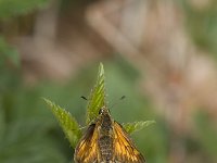 Ochlodes sylvanus 30, Groot dikkopje, Vlinderstichting-Henk Bosma