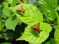 Ochlodes sylvanus 31, Groot dikkopje, Vlinderstichting-Henk Bosma