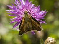 Ochlodes sylvanus 32, Groot dikkopje, Saxifraga-Marijke Verhagen