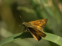 Ochlodes sylvanus 38, Groot dikkopje, Saxifraga-Jan van der Straaten