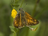 Ochlodes sylvanus 4, Groot dikkopje, female, Saxifraga-Jan van der Straaten