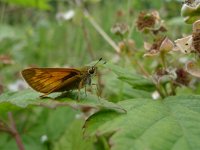 Ochlodes sylvanus 40, Groot dikkopje, Saxifraga-Mark Zekhuis