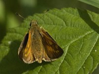 Ochlodes sylvanus 43, Groot dikkopje, Saxifraga-Jan van der Straaten