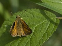 Ochlodes sylvanus 44, Groot dikkopje, Saxifraga-Jan van der Straaten