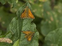 Ochlodes sylvanus 49, Groot dikkopje, Saxifraga-Jan van der Straaten