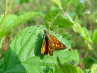 Ochlodes sylvanus 5, Groot dikkopje, female, Vlinderstichting-Henk Bosma