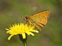 Ochlodes sylvanus 55, Groot dikkopje, Saxifraga-Rik Kruit