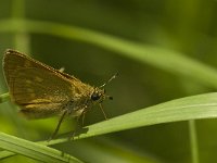 Ochlodes sylvanus 59, Groot dikkopje, Saxifraga-Jan van der Straaten