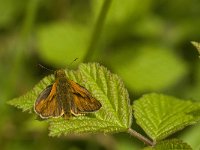 Ochlodes sylvanus 62, Groot dikkopje, male, Saxifraga-Jan van der Straaten