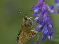 Ochlodes sylvanus 64, Groot dikkopje, Saxifraga-Willem van Kruijsbergen