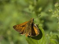 Ochlodes sylvanus 65, Groot dikkopje, Saxifraga-Willem van Kruijsbergen