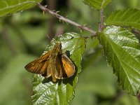 Ochlodes sylvanus 66, Groot dikkopje, Saxifraga-Willem van Kruijsbergen