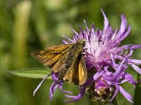 Ochlodes sylvanus 70, Groot dikkopje, Saxifraga-Willem van Kruijsbergen