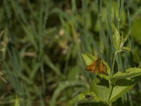 Ochlodes sylvanus 71, Groot dikkopje, Saxifraga-Jan van der Straaten