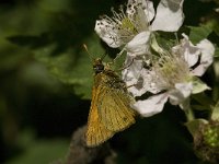 Ochlodes sylvanus 74, Groot dikkopje, Saxifraga-Jan van der Straaten