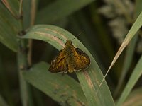 Ochlodes sylvanus 76, Groot dikkopje, Saxifraga-Jan van der Straaten