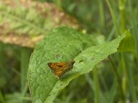 Ochlodes sylvanus 77, Groot dikkopje, Saxifraga-Jan van der Straaten