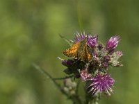 Ochlodes sylvanus 82, Groot dikkopje, Saxifraga-Jan van der Straaten