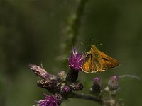 Ochlodes sylvanus 84, Groot dikkopje, Saxifraga-Jan van der Straaten