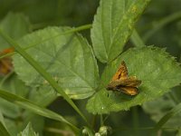 Ochlodes sylvanus 86, Groot dikkopje, Saxifraga-Jan van der Straaten