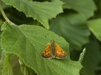 Ochlodes sylvanus 87, Groot dikkopje, Saxifraga-Jan van der Straaten