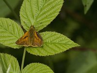 Ochlodes sylvanus 88, Groot dikkopje, Saxifraga-Jan van der Straaten