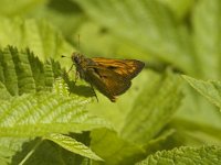 Ochlodes sylvanus 9, Groot dikkopje, male, Saxifraga-Jan van der Straaten